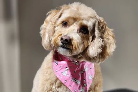 South Huntsville Veterinary Hospital