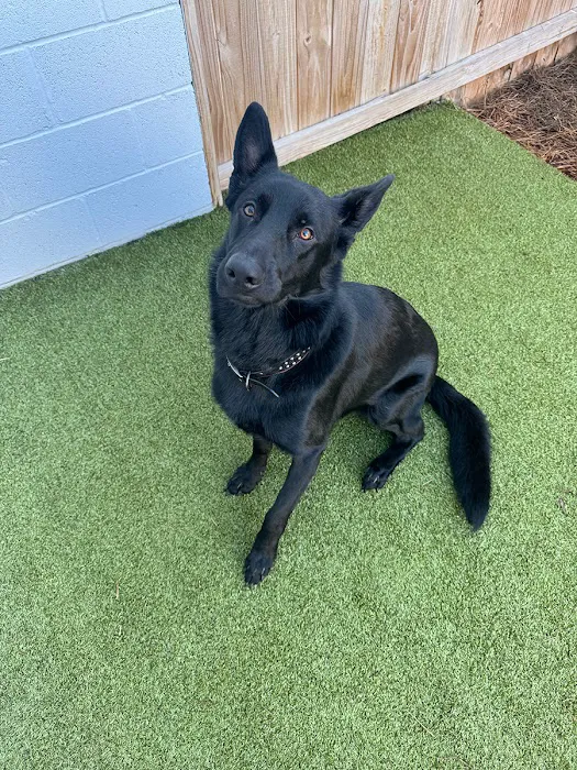 South Huntsville Veterinary Hospital 12