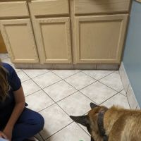 Deep Creek Veterinary Hospital ico