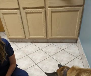 Deep Creek Veterinary Hospital