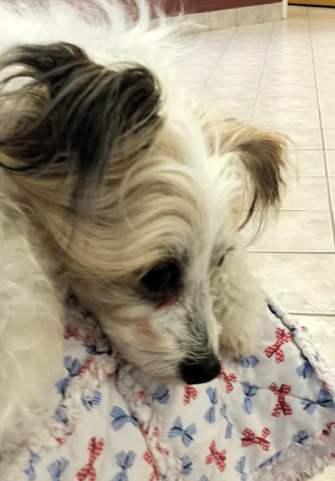 Deep Creek Veterinary Hospital 6