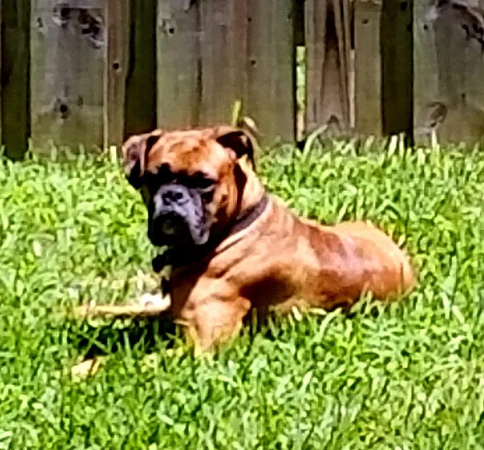 Western Branch Veterinary Hospital 7