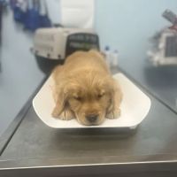 MyVet ico