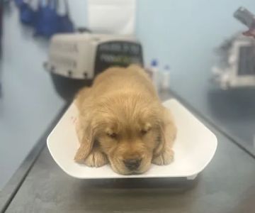 MyVet