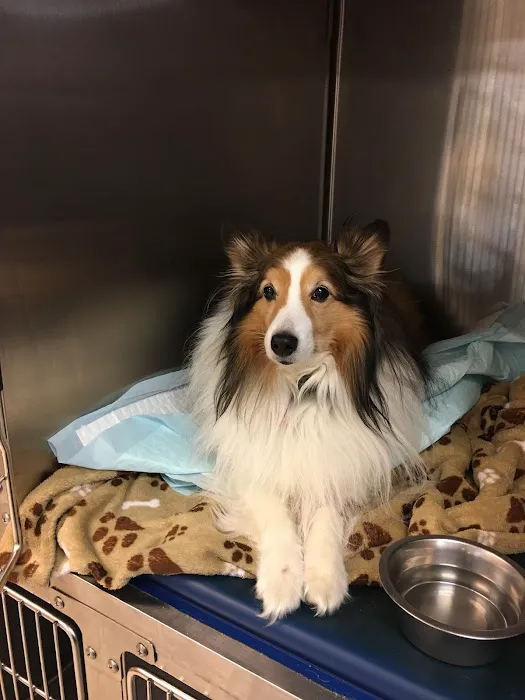 The COVE - Center of Veterinary Expertise 12