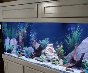 Aquarium Cleaning Services
