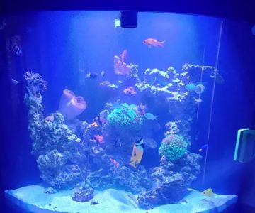 Tommy's Aquarium Maintenance Services-Design, Installation and Service for Salt Water, Fresh Water & Reef Tanks