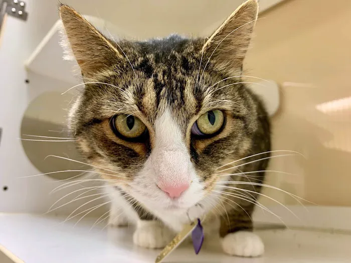 Hope Springs Veterinary at Great Bridge 7