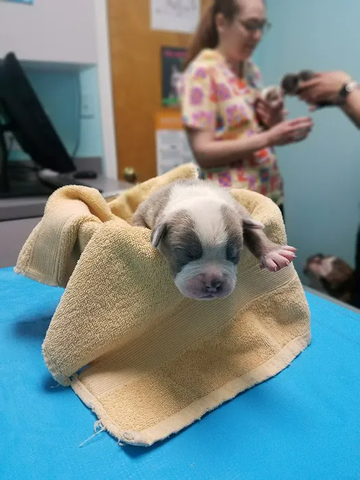 North Suffolk Animal Clinic 1