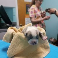 North Suffolk Animal Clinic ico