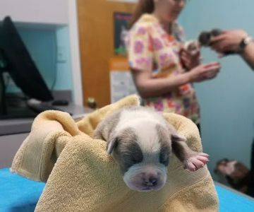 North Suffolk Animal Clinic