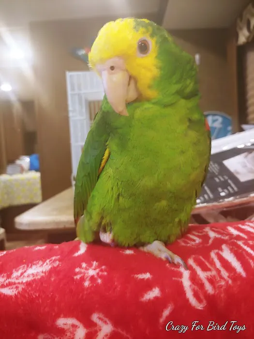 Crazy For Bird Toys 12