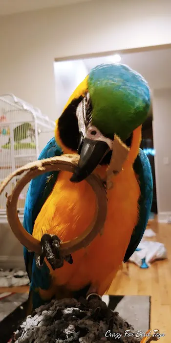 Crazy For Bird Toys 12