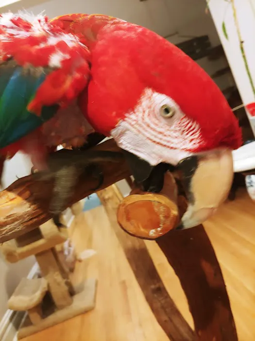 Crazy For Bird Toys 12