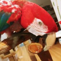 Crazy For Bird Toys ico