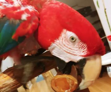 Crazy For Bird Toys
