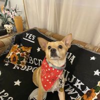 Petco ico