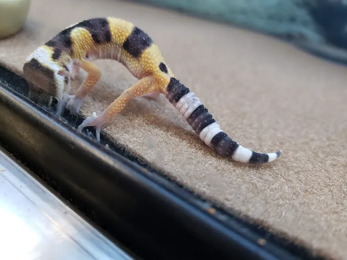 Petco 12