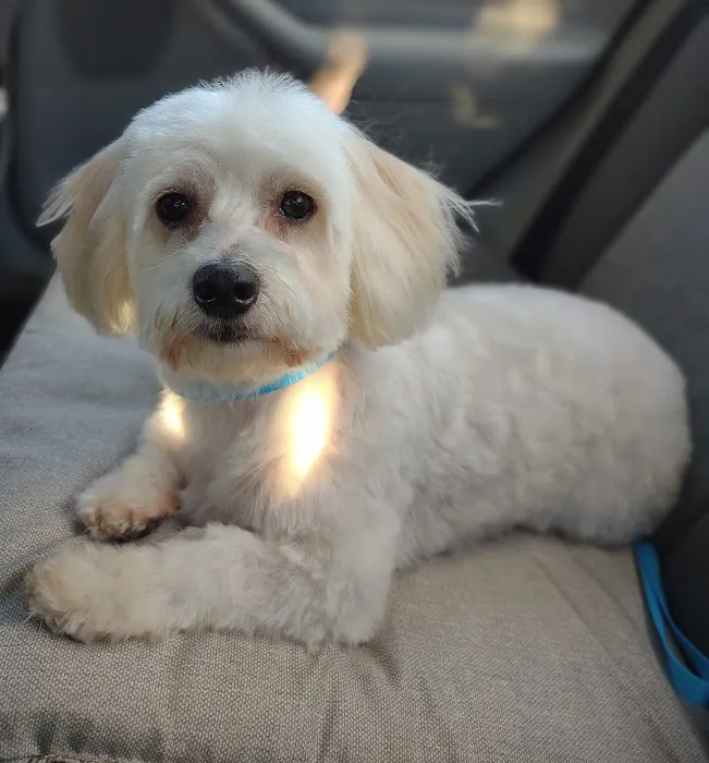 Petco 12