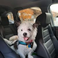 Grants Mill Animal Hospital ico