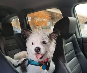 Grants Mill Animal Hospital