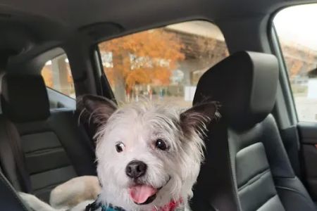 Grants Mill Animal Hospital