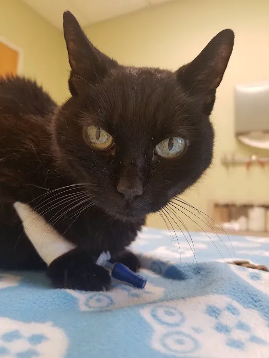 Grants Mill Animal Hospital 12
