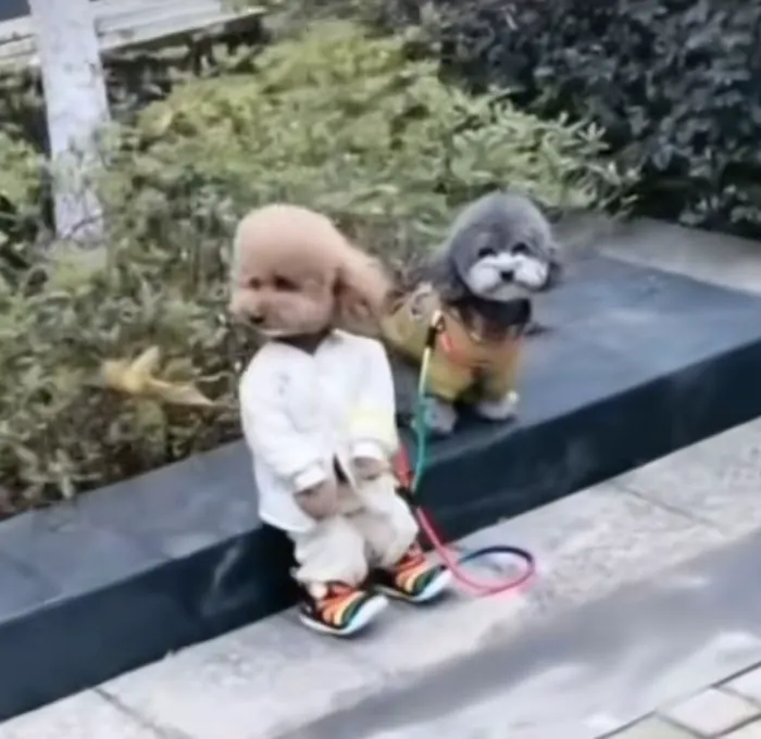 O'toole poodles 12