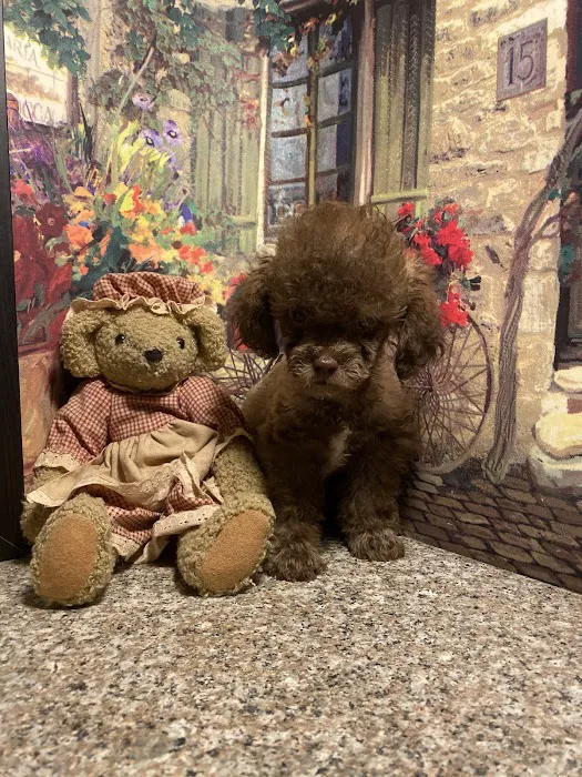 O'toole poodles 12