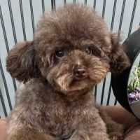 O'toole poodles ico