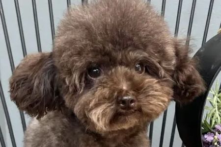O'toole poodles
