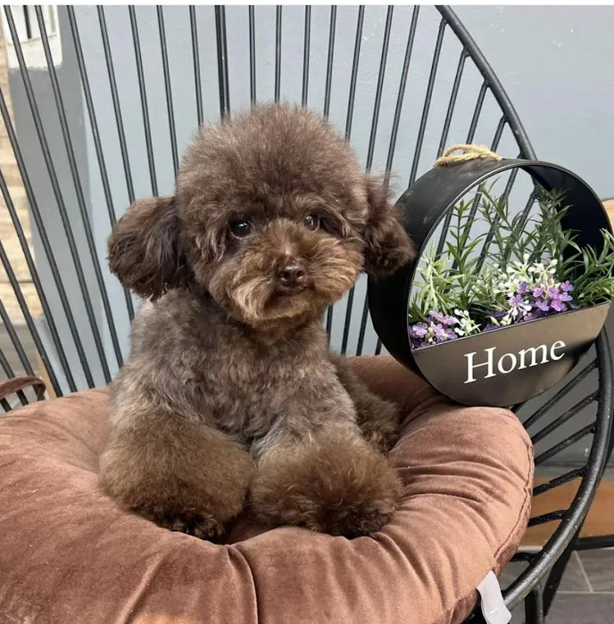 O'toole poodles 12