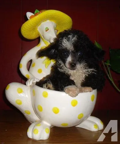 O'toole poodles 12