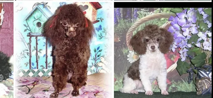O'toole poodles 12