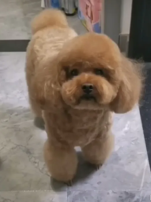 O'toole poodles 12