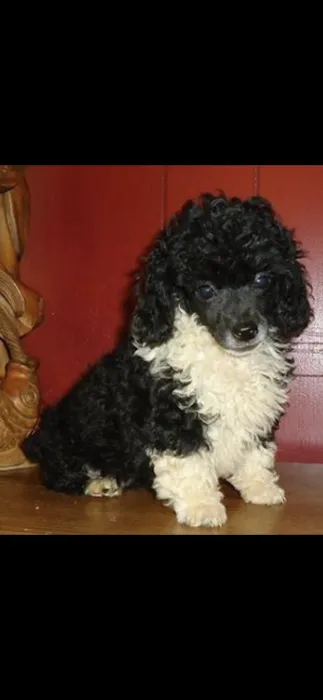 O'toole poodles 12