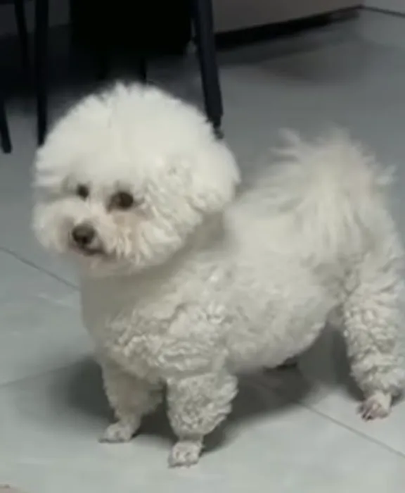 O'toole poodles 12