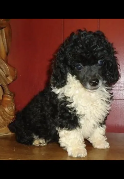 O'toole poodles 12