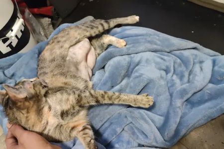 Alabama Spay Neuter Clinic Inc