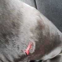 Forestdale Veterinary Clinic ico