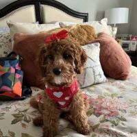 Spring Valley Animal Hospital LLC ico