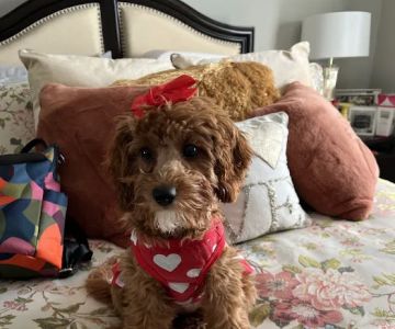 Spring Valley Animal Hospital LLC