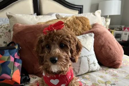 Spring Valley Animal Hospital LLC