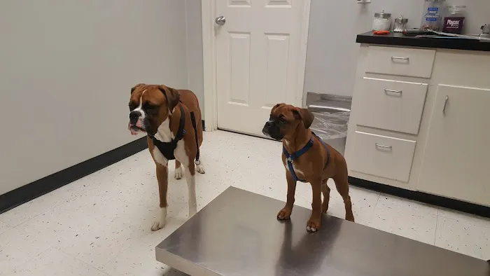Spring Valley Animal Hospital LLC 12
