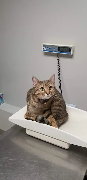 Spring Valley Animal Hospital LLC 12