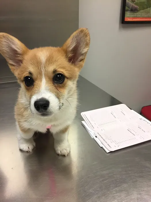 Spring Valley Animal Hospital LLC 12