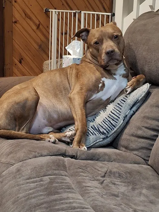 Spring Valley Animal Hospital LLC 12