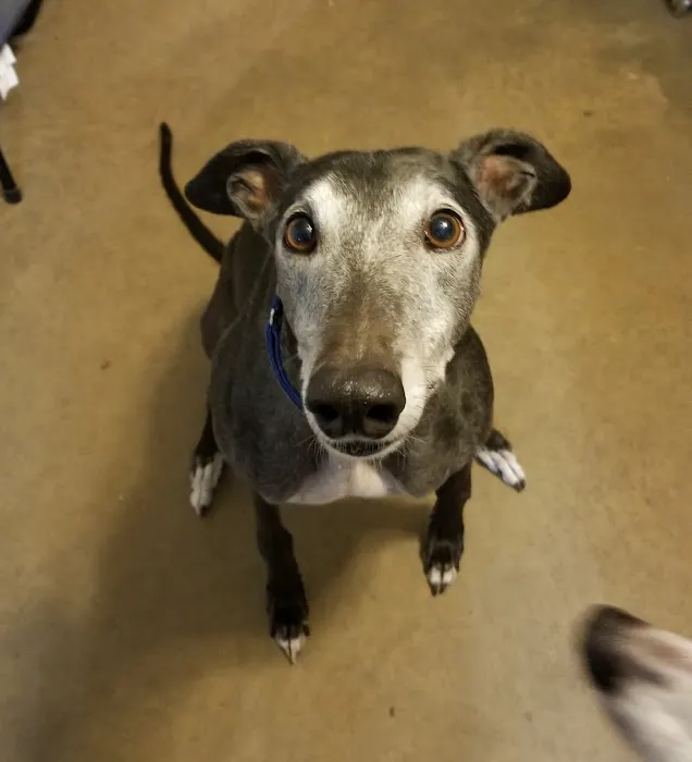 Northeast Animal Clinic: Ng Jennifer DVM 12