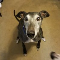 Northeast Animal Clinic: Ng Jennifer DVM ico