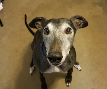 Northeast Animal Clinic: Ng Jennifer DVM